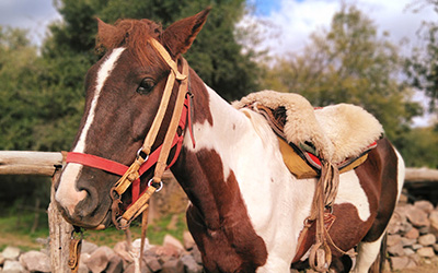 Caballos disponibles para la cabalgata en Estancia Candonga durante la jornada de Nativo Viajes.