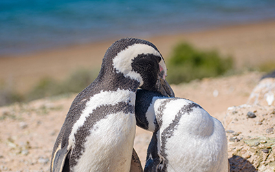Imagen de una pareja de pingüinos en la costa del mar de Puerto Madryn durante el verano en Argentina